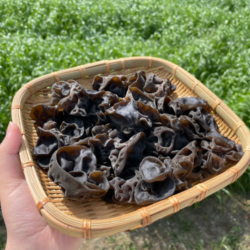 친환경 무농약 인증 전라남도 목이버섯